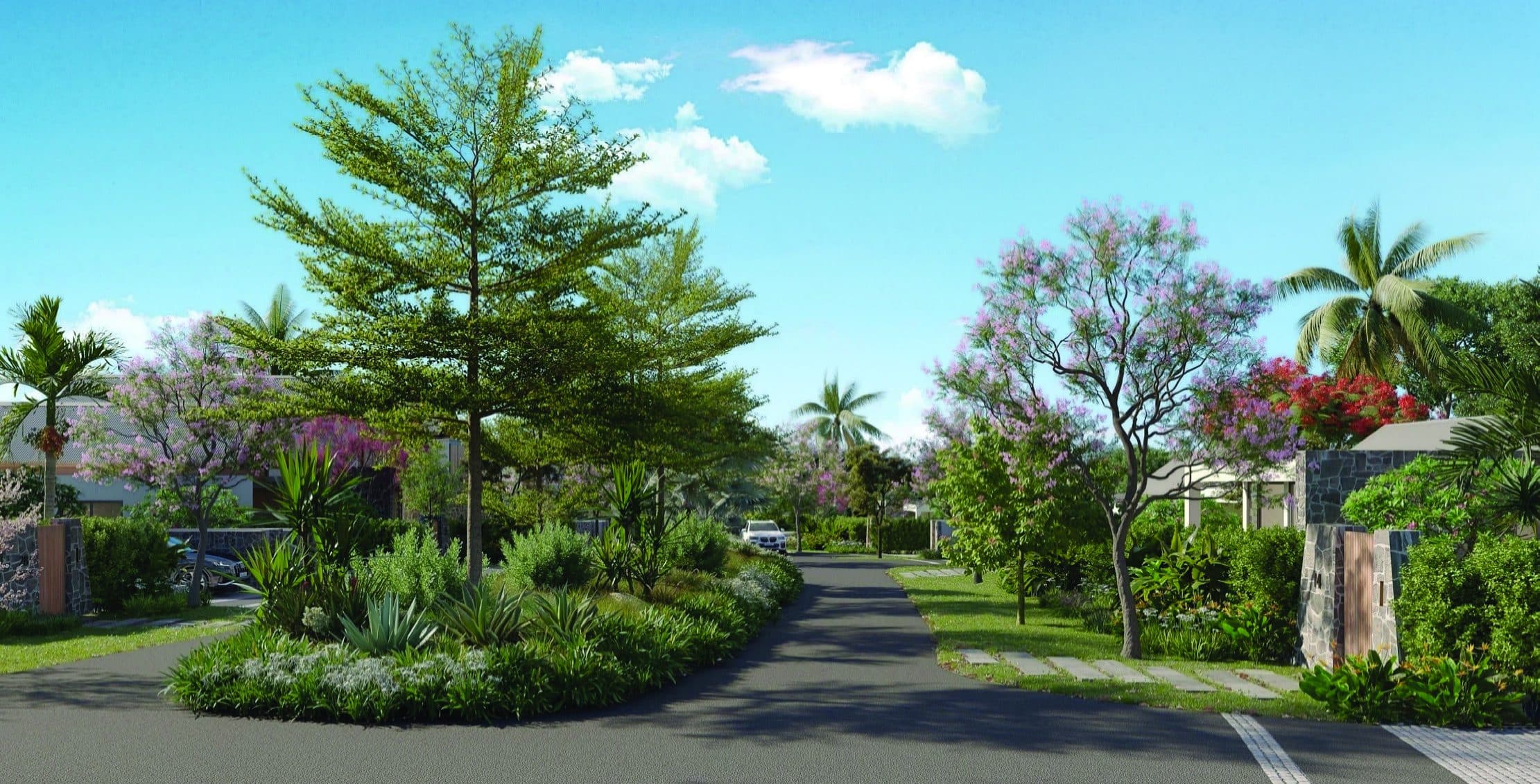 Boulevard with a mature flame tree at its centre