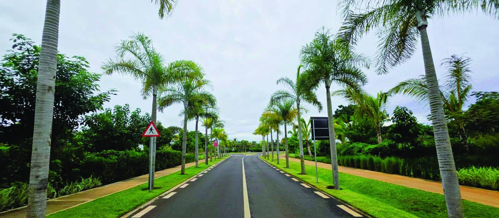 Palm-lined entrance avenue at Azuri Smart City