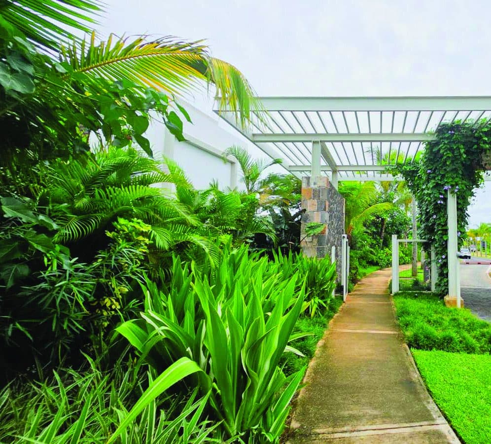 Entrance planting at Azuri