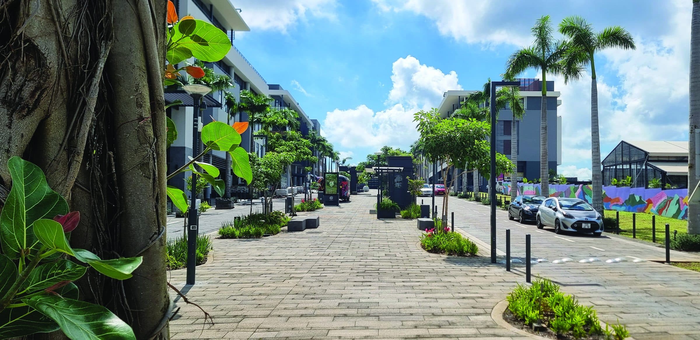 Telfair Promenade with palms, planting and shared surfaces